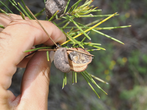 Image of Hakea actites by (c) Lucas Christofides, some rights reserved (CC BY)