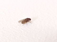 Drosophila repleta