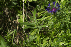 Centaurea triumfettii