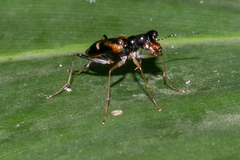 Therates ingridae