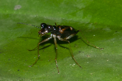 Therates ingridae