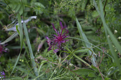 Centaurea axillaris