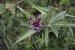 Centaurea axillaris