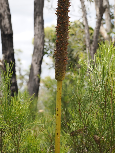 Image of Xanthorrhoea johnsonii by (c) Lucas Christofides, some rights reserved (CC BY)