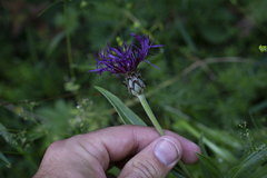 Centaurea axillaris