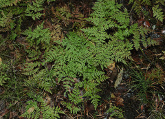 Cystopteris montana