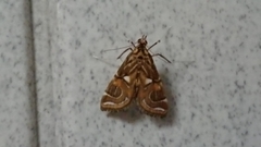 Paracymoriza cataclystalis