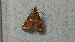 Paracymoriza cataclystalis