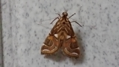 Paracymoriza cataclystalis