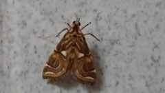Paracymoriza cataclystalis