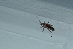 Pseudomops septentrionalis