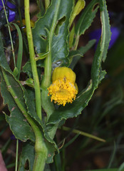 Senecio bigelovii