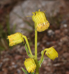 Senecio bigelovii