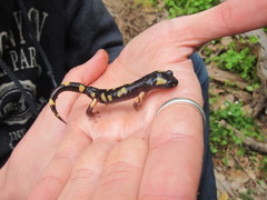 Ensatina eschscholtzii croceater