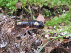 Ensatina eschscholtzii croceater