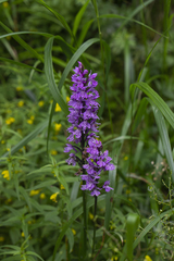 Dactylorhiza saccifera