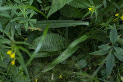 Dactylorhiza saccifera
