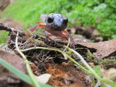 Ensatina eschscholtzii croceater