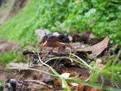 Ensatina eschscholtzii croceater