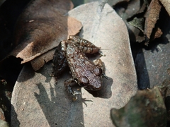 Pulchrana