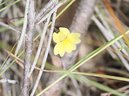 Image of Goodenia mystrophylla by (c) Lucas Christofides, some rights reserved (CC BY)