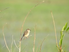 Prinia inornata