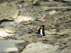 Adelpha paroeca paroeca