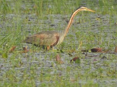 Ardea purpurea