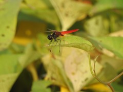 Aethriamanta brevipennis