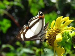 Thisbe lycorias