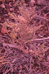 Podlechiella vogelii (Podlechiella vogelii)