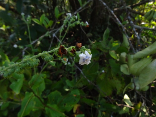 Image of Adelocaryum coelestinum by no rights reserved