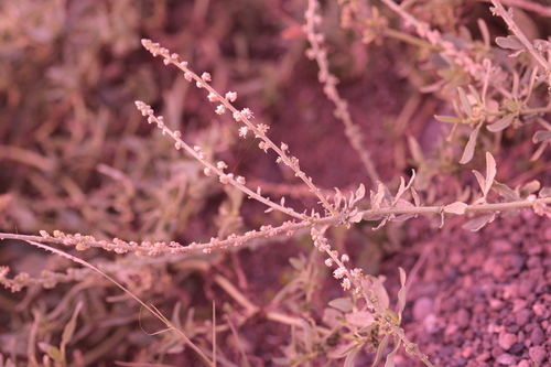 Caylusea hexagyna (Caylusea hexagyna)