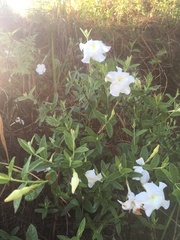 Mandevilla hypoleuca