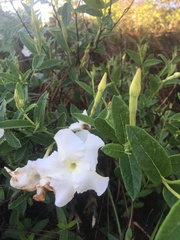 Mandevilla hypoleuca