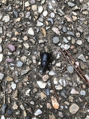 Eophileurus chinensis