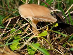 Singerocybe clitocyboides