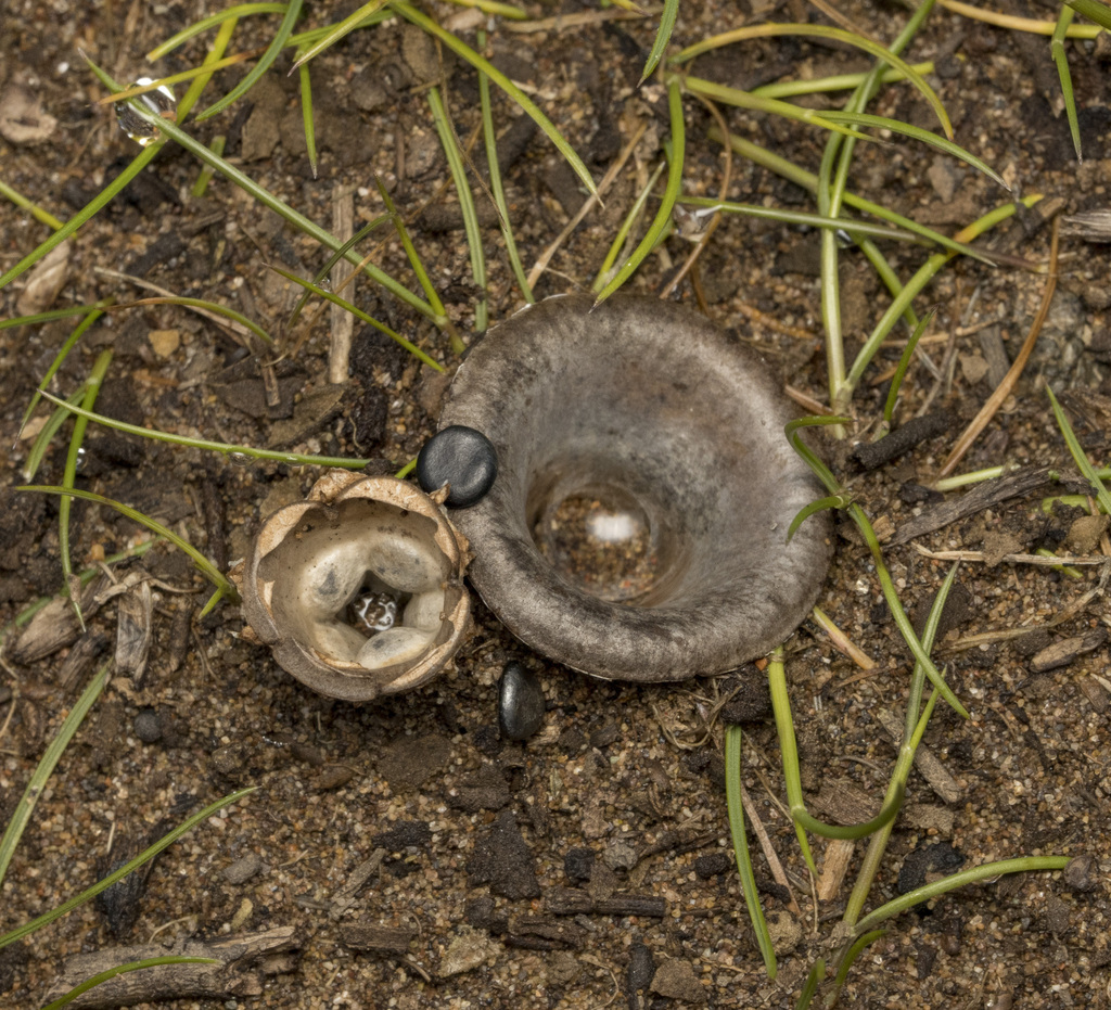 Cyathus olla · August 2024 · photo: © sur_endemico (iNaturalist, cc-by-nc)
