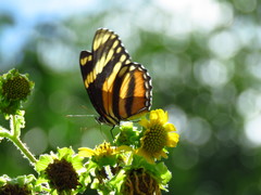 Eresia phillyra phillyra