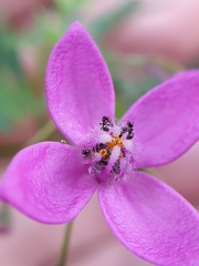 Boronia rivularis