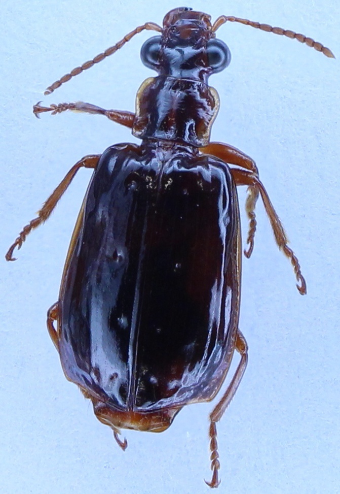 Parena dorsigera