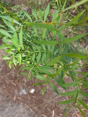Boronia rivularis