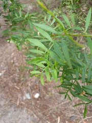 Boronia rivularis