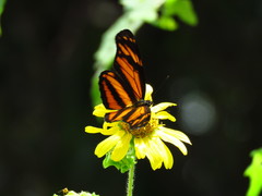 Eresia phillyra phillyra