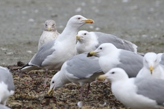 Larus argentatus × glaucescens