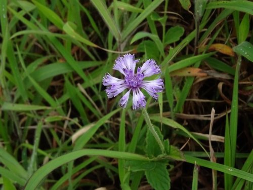 Image of Adenoon indicum by no rights reserved