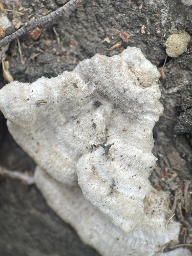 iNaturalist observation photo of Fungi Including Lichens