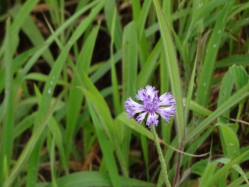 Image of Adenoon indicum by no rights reserved