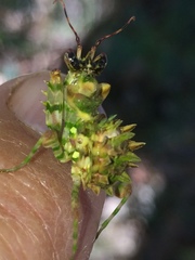 Pseudocreobotra wahlbergi