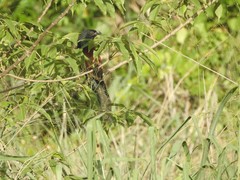 Centropus sinensis parroti